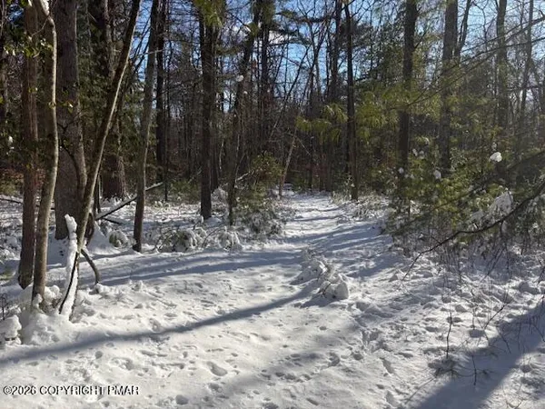 a view of a yard with trees