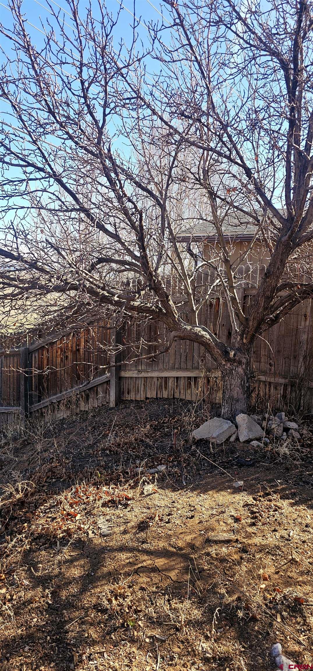 1726 Aldridge Road Cortez, CO 81321 - Photo 21 of 32 Apple tree.
