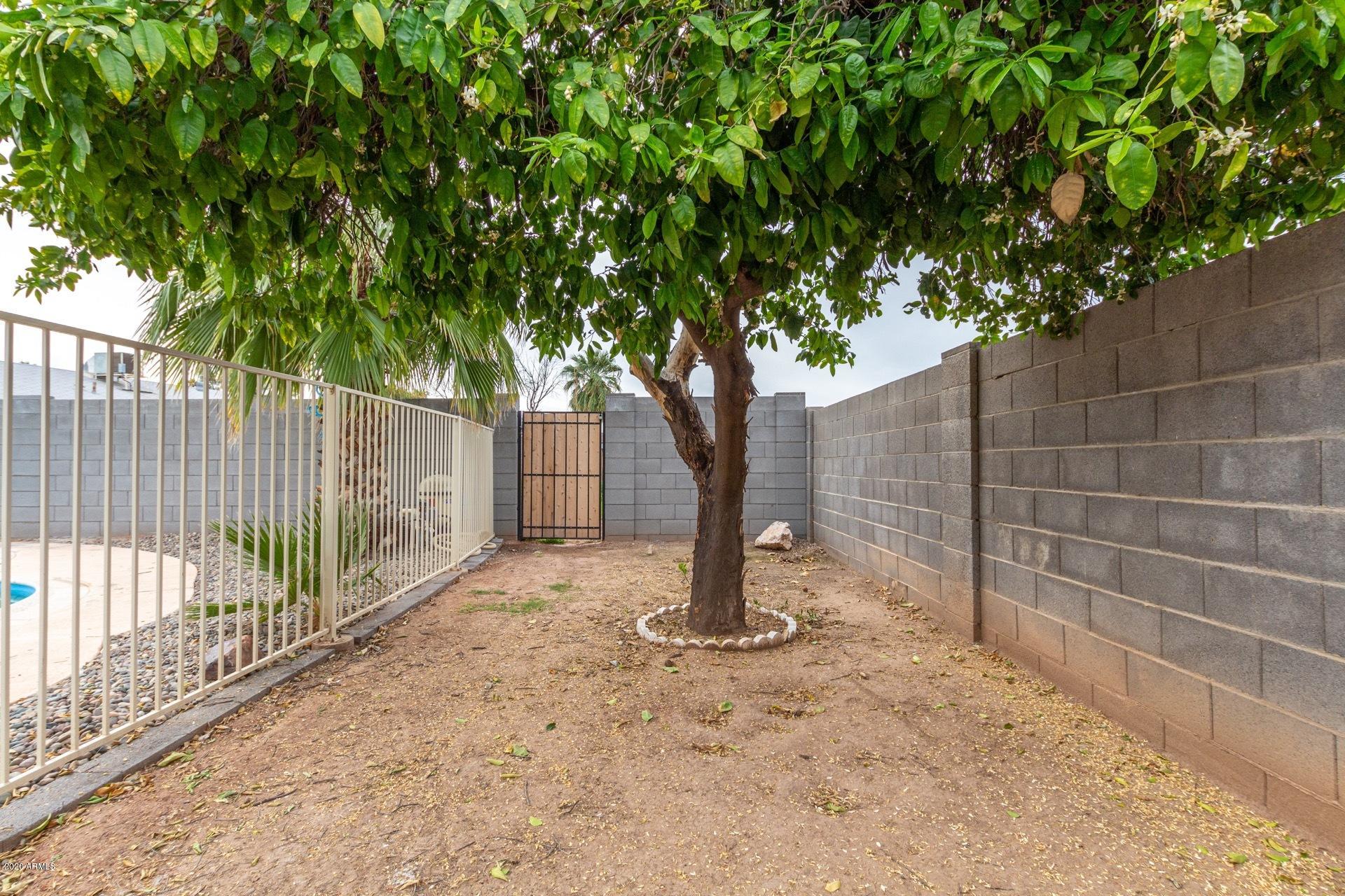2439 East Riviera Drive Tempe, AZ 85282 - Photo 34 of 40 a view of a backyard with large tree