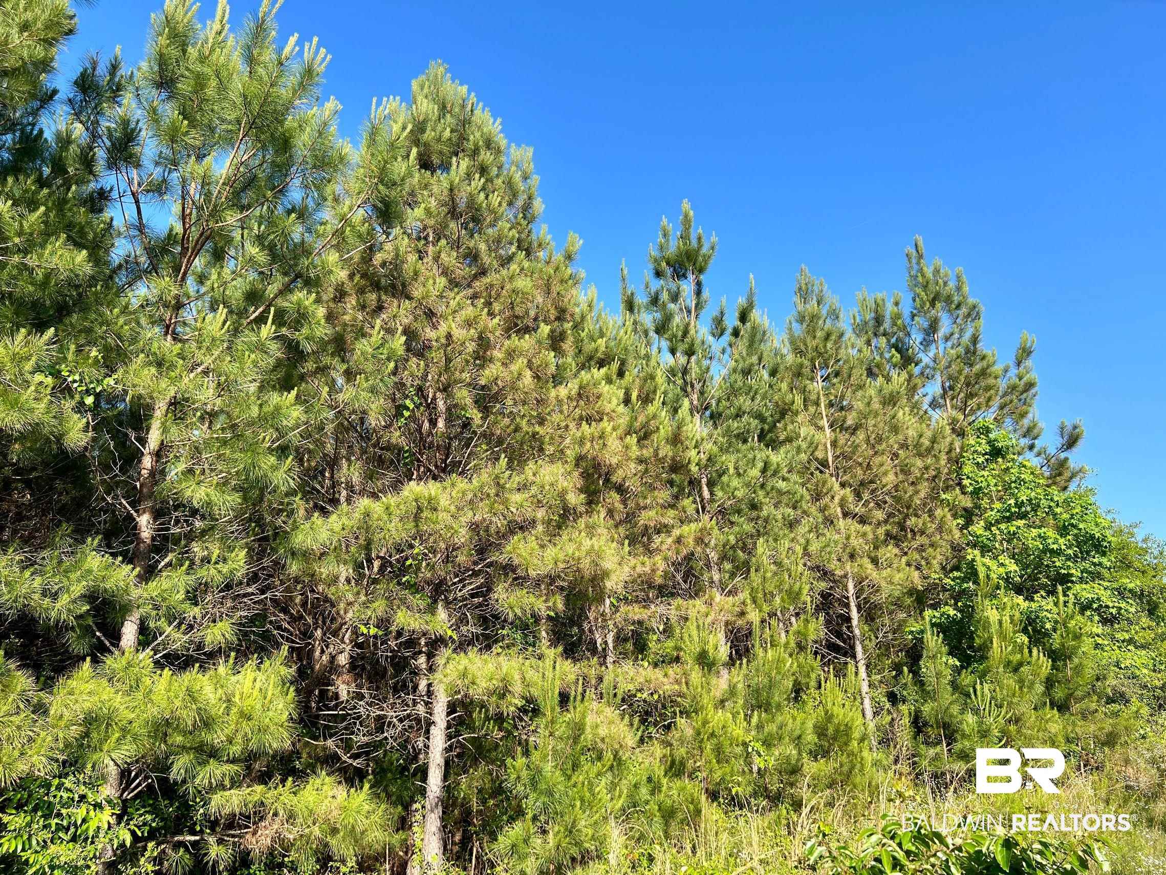 0 Country Road Millry, AL 36558 - Photo 2 of 49