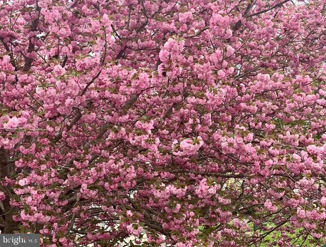 30619 Cedar Neck Road, Unit 1211 Ocean View, DE 19970 - Photo 32 of 64 Views from the balcony