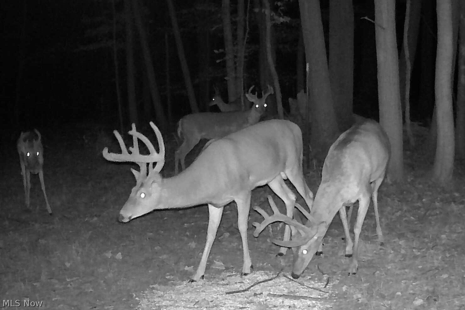 Lot 20 Acres Laubert Road Atwater, OH 44201 - Photo 8 of 11 Gallery Image 8