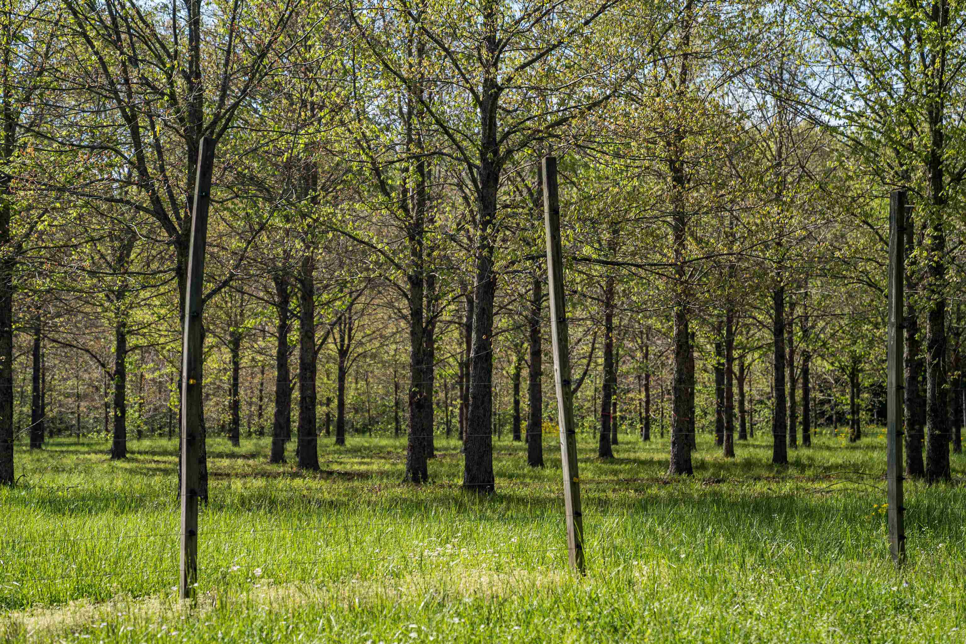 7900 Lagrange Road Somerville, TN 38068 - Photo 14 of 22 Gallery Image 14