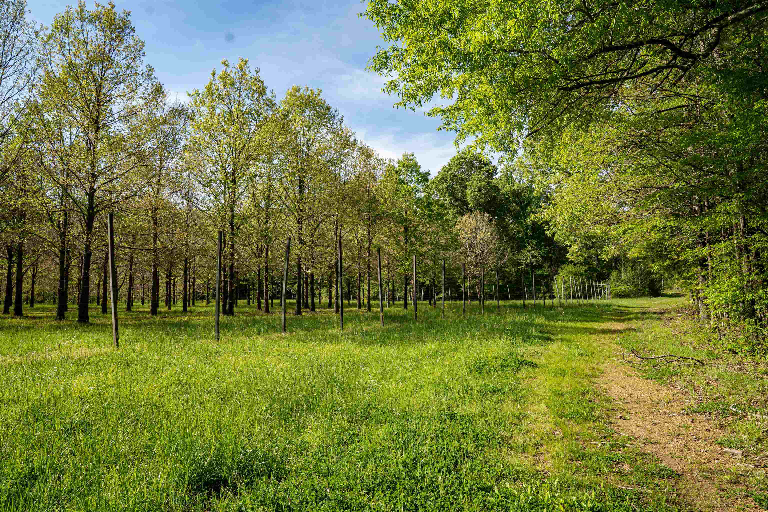 7900 Lagrange Road Somerville, TN 38068 - Photo 3 of 22 Gallery Image 3