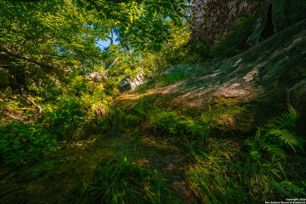 a view of a lush green forest