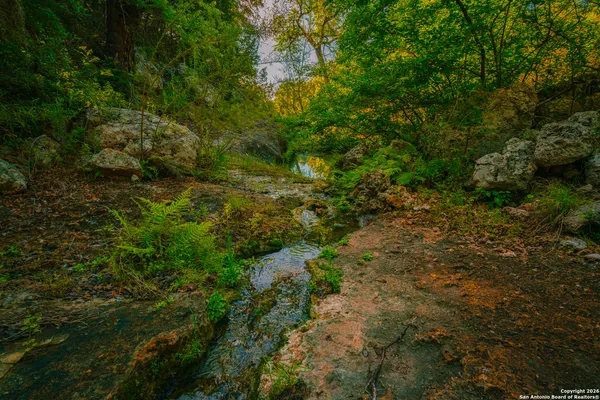 a view of a forest with a tree
