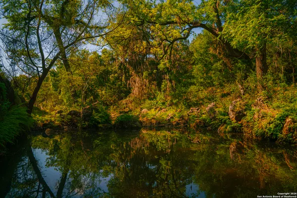 a view of a tree with a tree