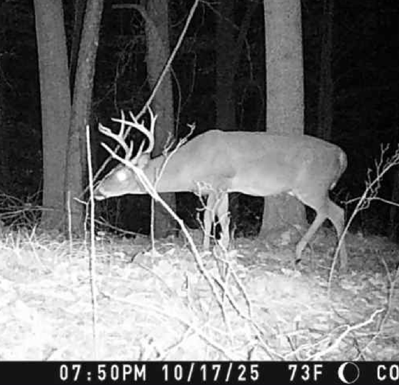0 Downing Hollow Road Waynesboro, TN 38485 - Photo 27 of 30