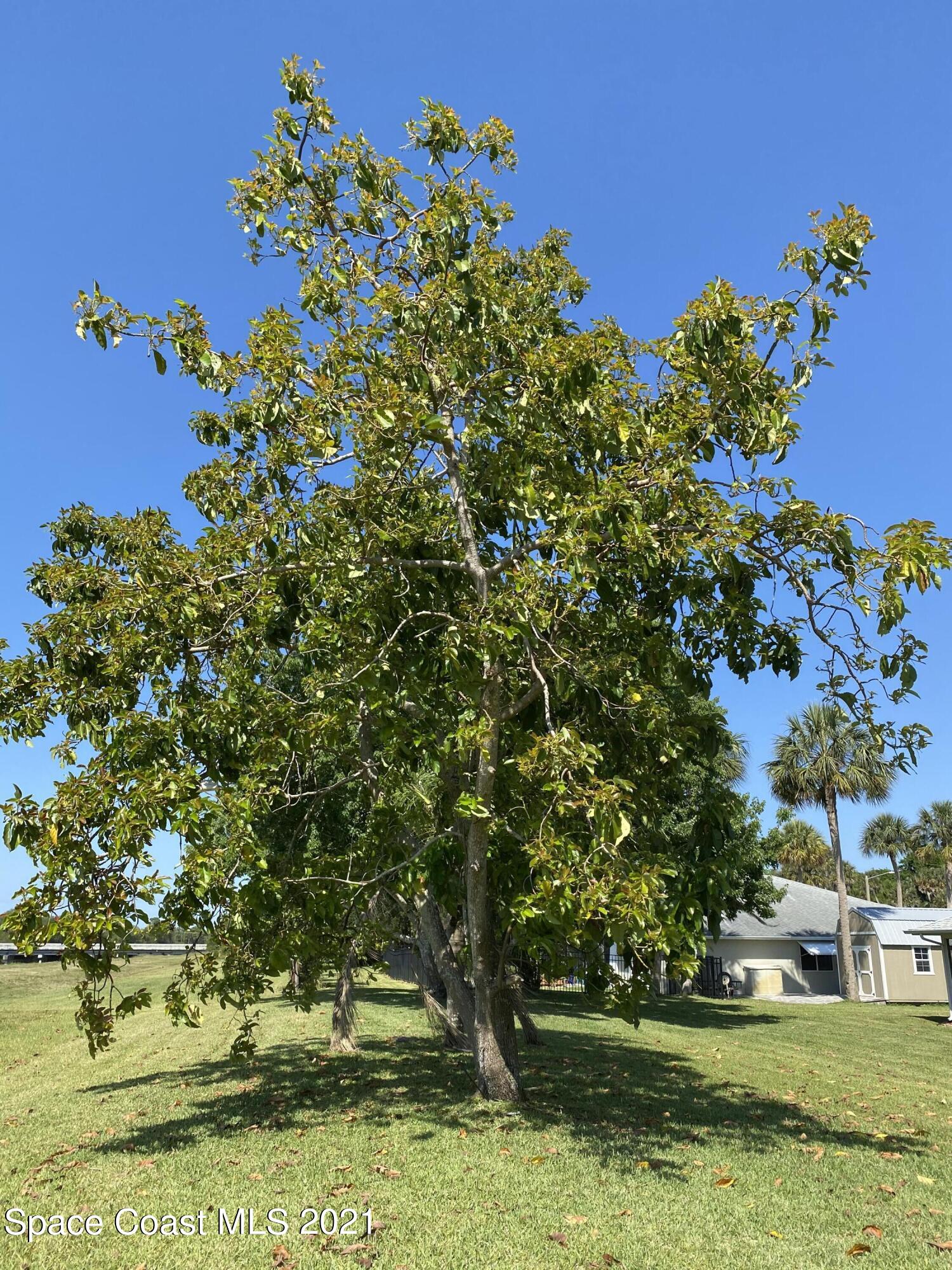 1210 Meadowbrook Road Northeast Palm Bay, FL 32905 - Photo 8 of 36 Avocado tree