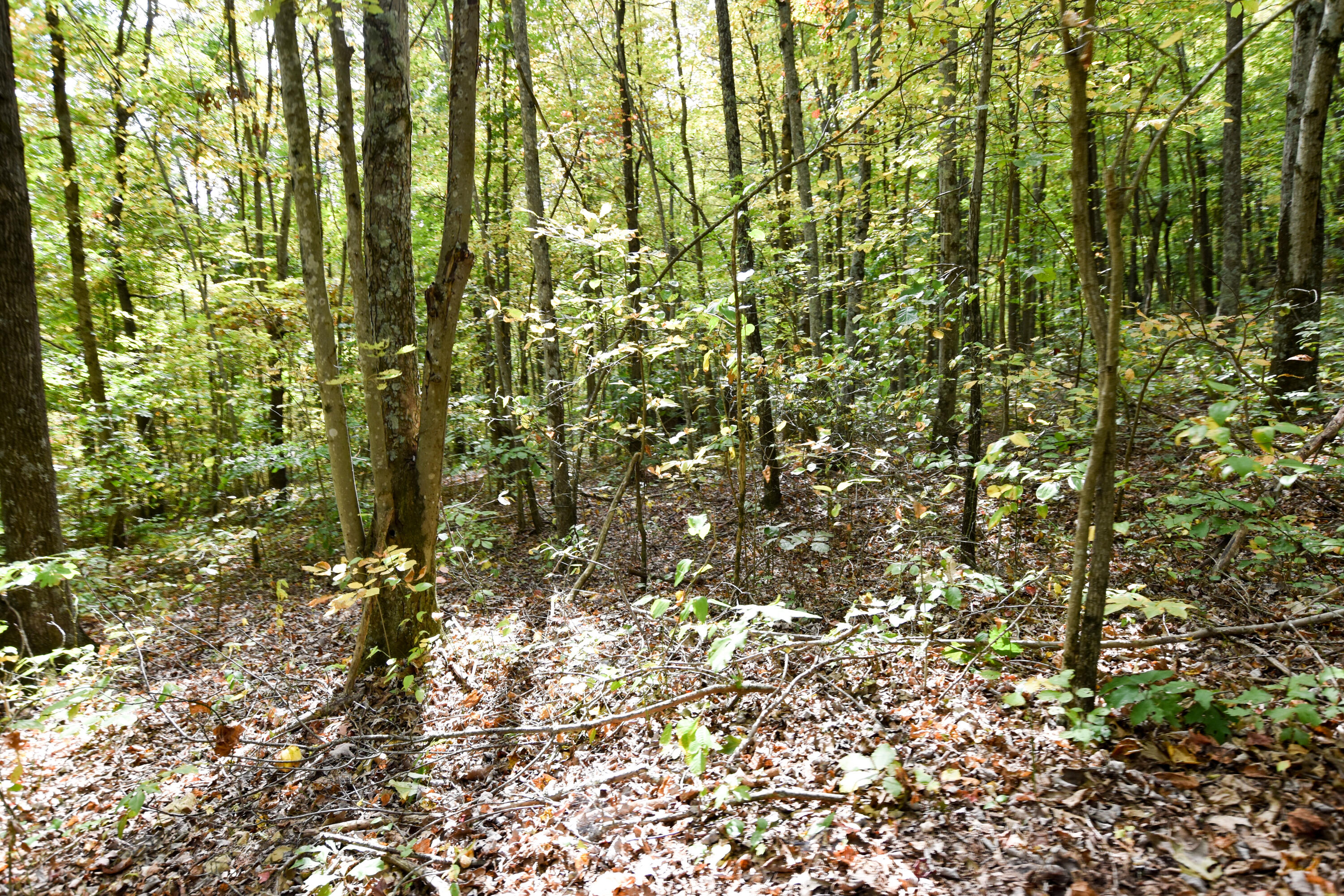2390 Beechy Creek Road Wallingford, KY 41093 - Photo 67 of 89 DSC_0129