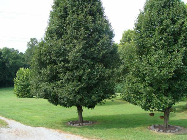1174 Port Royal Road Adams, TN 37010 - Photo 3 of 16 Another view of the front yard