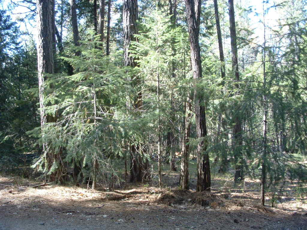 30100 1 Hundred Road Shingletown, CA 96088 - Photo 16 of 20 Wooded Acreage