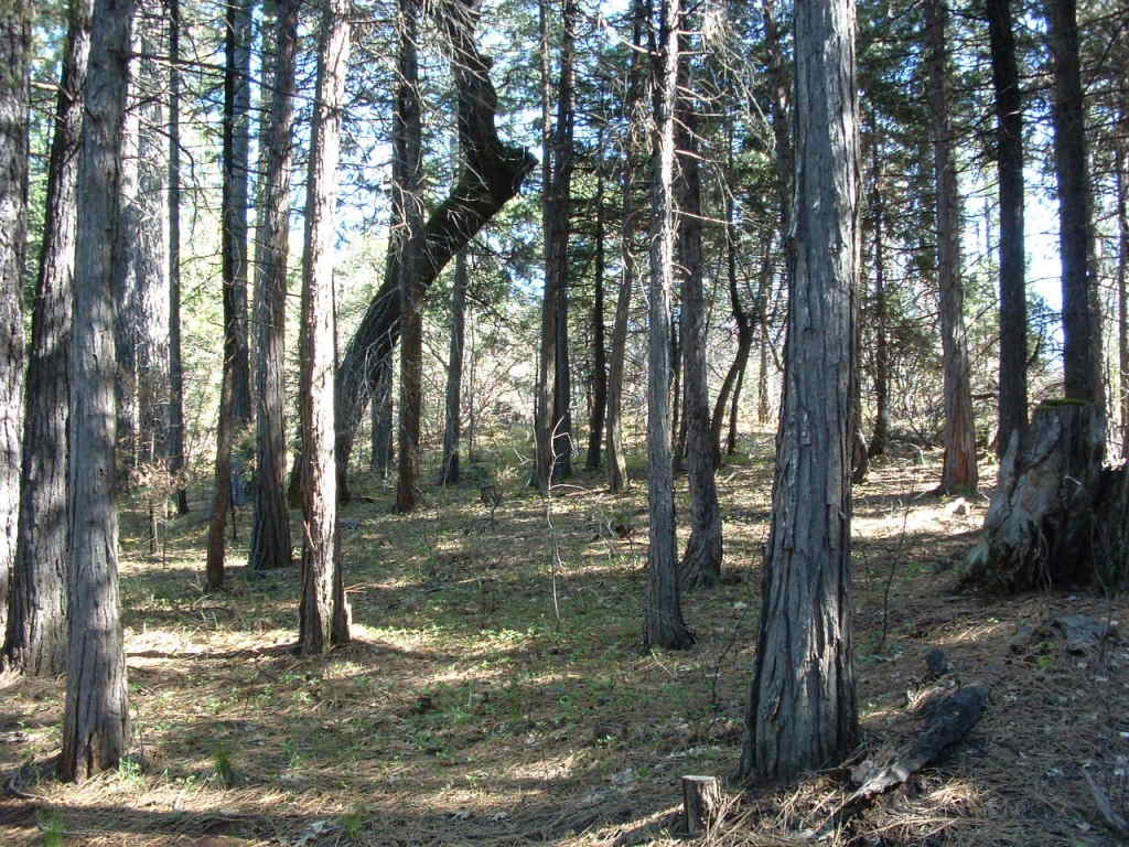 30100 1 Hundred Road Shingletown, CA 96088 - Photo 17 of 20 Wooded Acreage