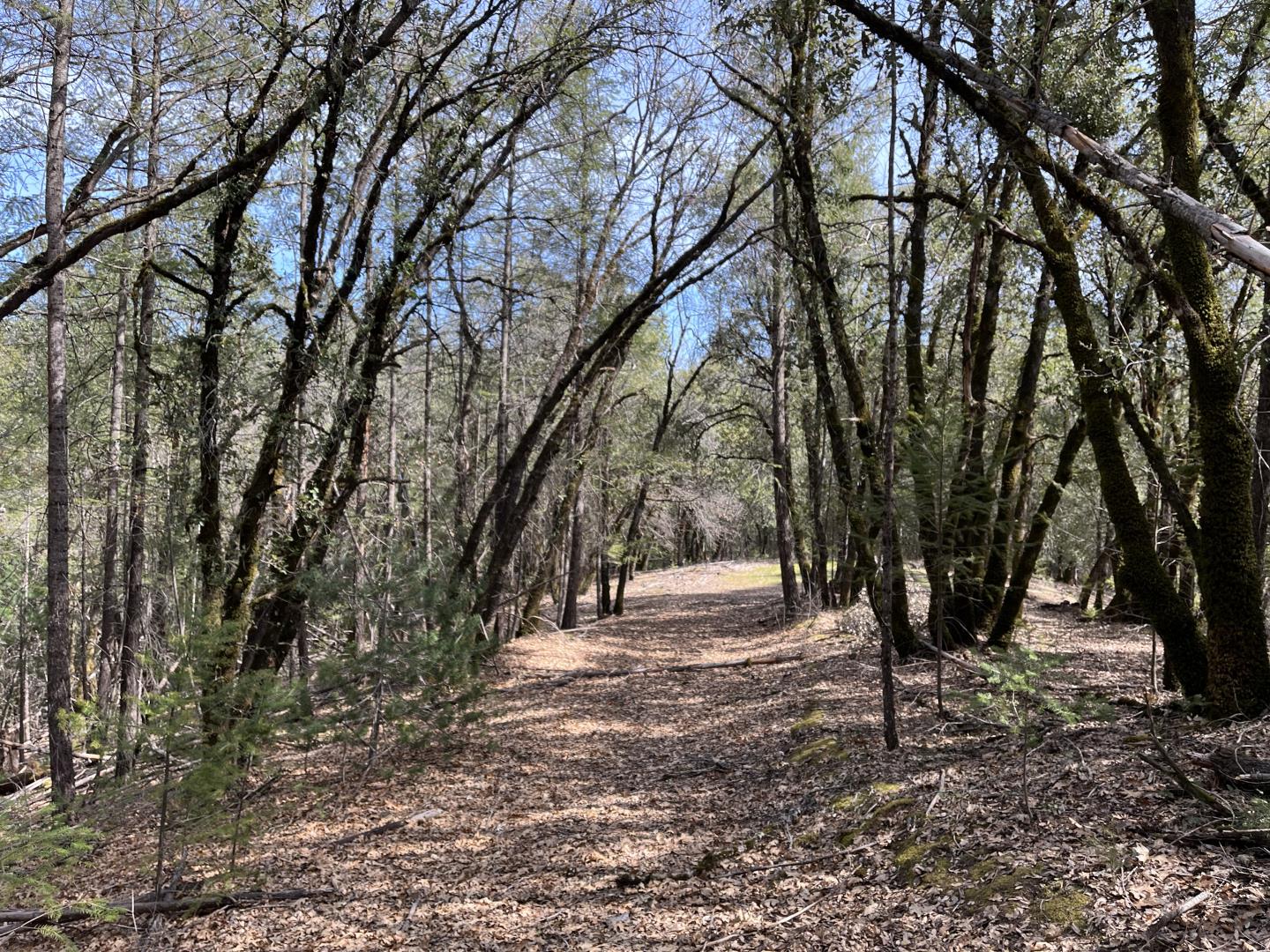 0 Maplewood Lane Colfax, CA 95713 - Photo 3 of 6