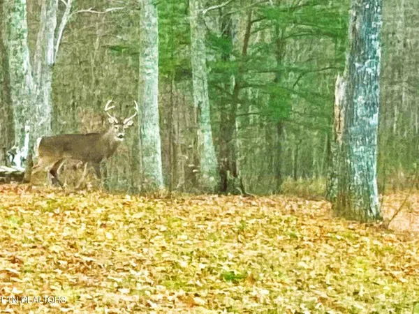 $1,200,000 | 2278 Lower Rinehart Road, Dandridge, TN 37725