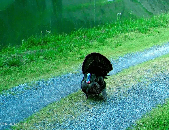 $1,200,000 | 2278 Lower Rinehart Road, Dandridge, TN 37725