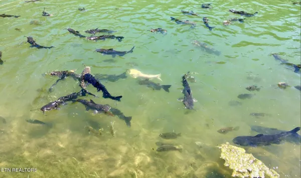 $1,200,000 | 2278 Lower Rinehart Road, Dandridge, TN 37725