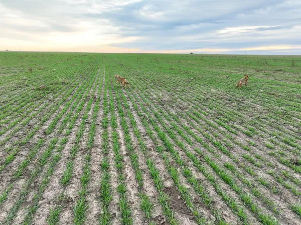 a view of a field with an ocean