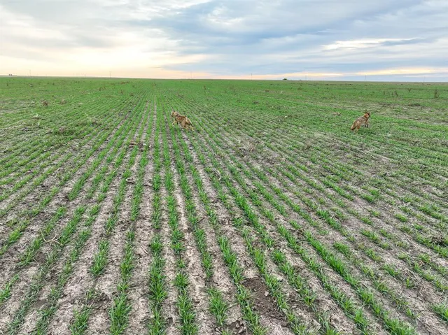 $95,000 | 1 County Road 119, Rochester, TX 79544