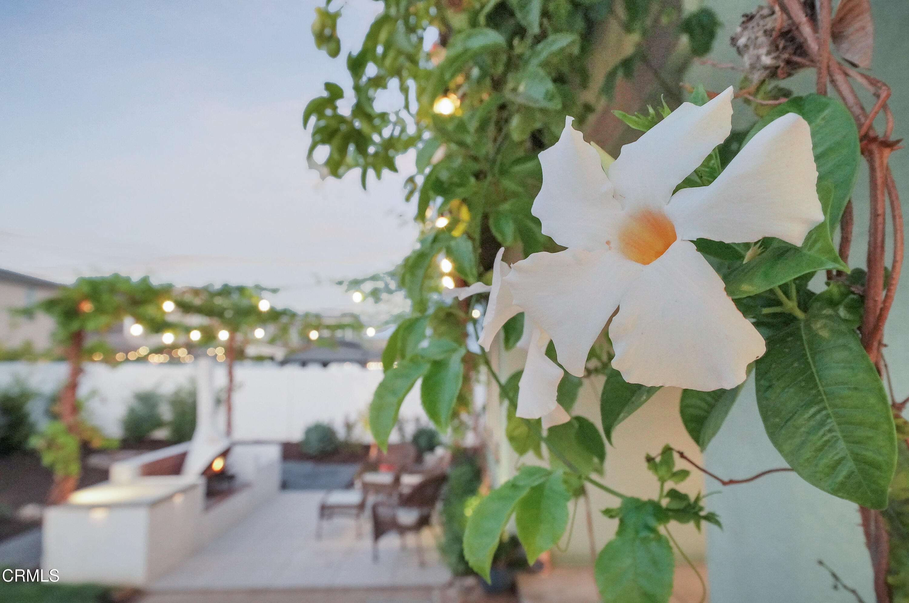 263 Wisteria Street Fillmore, CA 93015 - Photo 46 of 51 a view of a flower in a garden