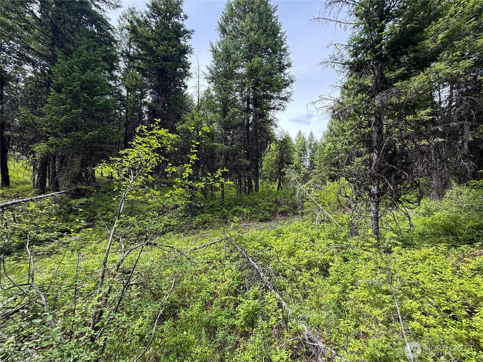 0 Mule Deer Road Republic, WA 99166 - Photo 3 of 9