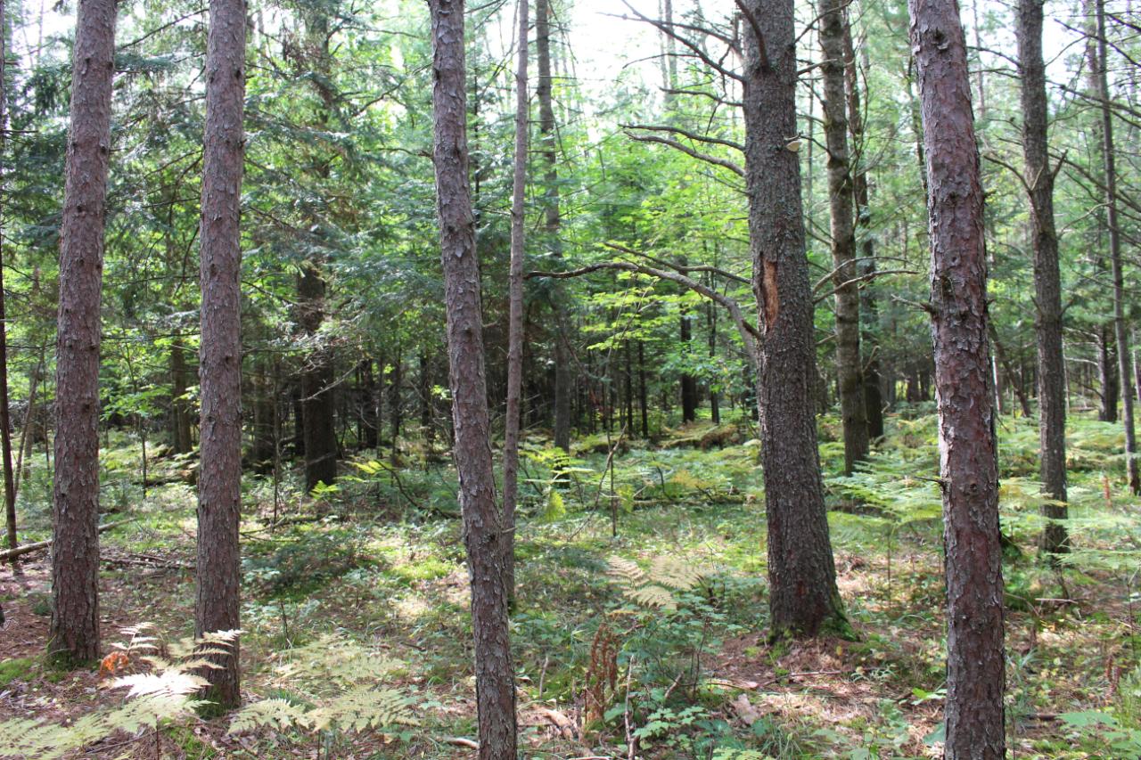 On Hibanks Road, Unit 6 3 ACRES Conover, WI 54519 - Photo 6 of 17 Gallery Image 6