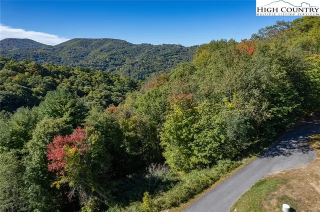 a view of a forest with a street