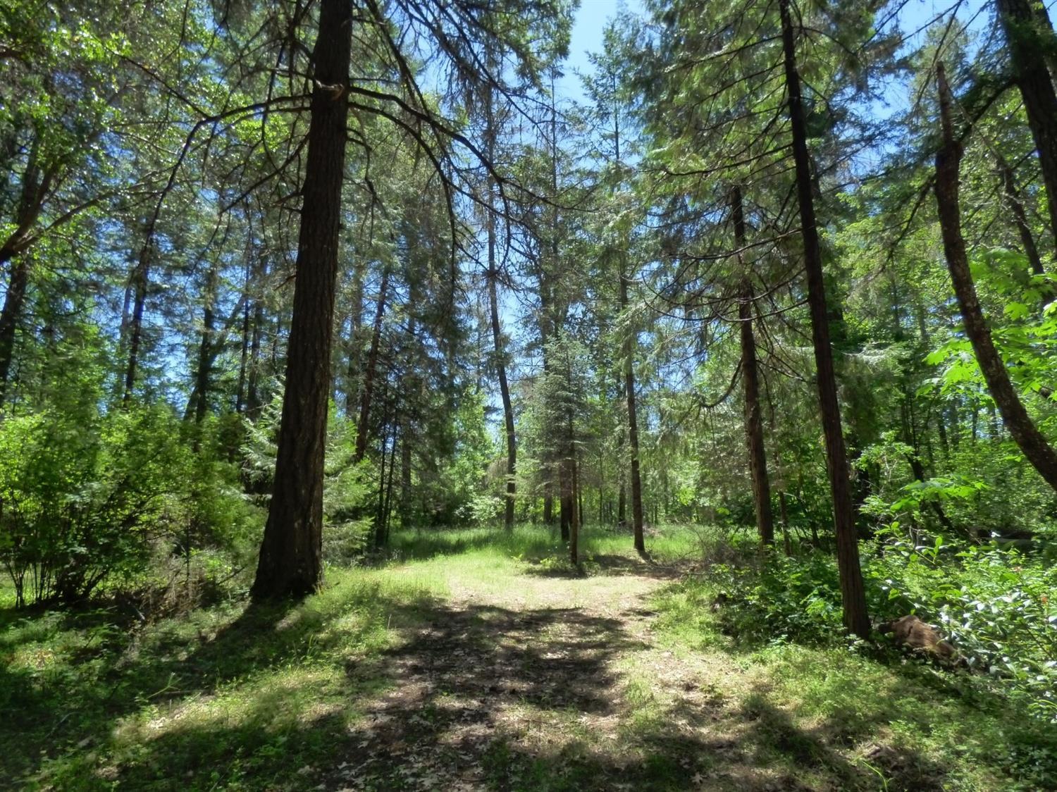 801 Hummingbird Road Cave Junction, OR 97523 - Photo 29 of 31 Back half of property.