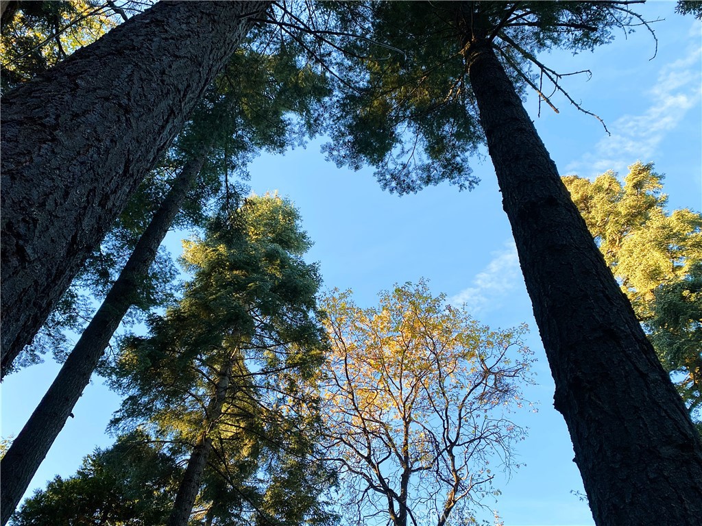 22166 Crestline Road Palomar Mountain, CA 92060 - Photo 58 of 58 a view of a yard