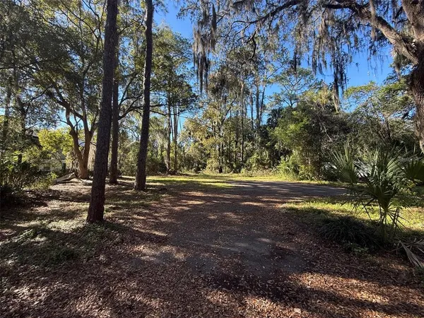 a view of a yard with plants and trees