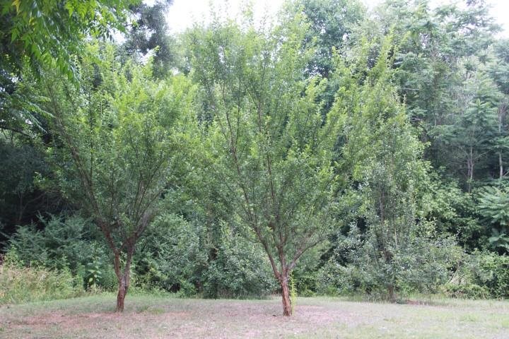 565 Audrey Hardy Road Iva, SC 29655 - Photo 19 of 21
