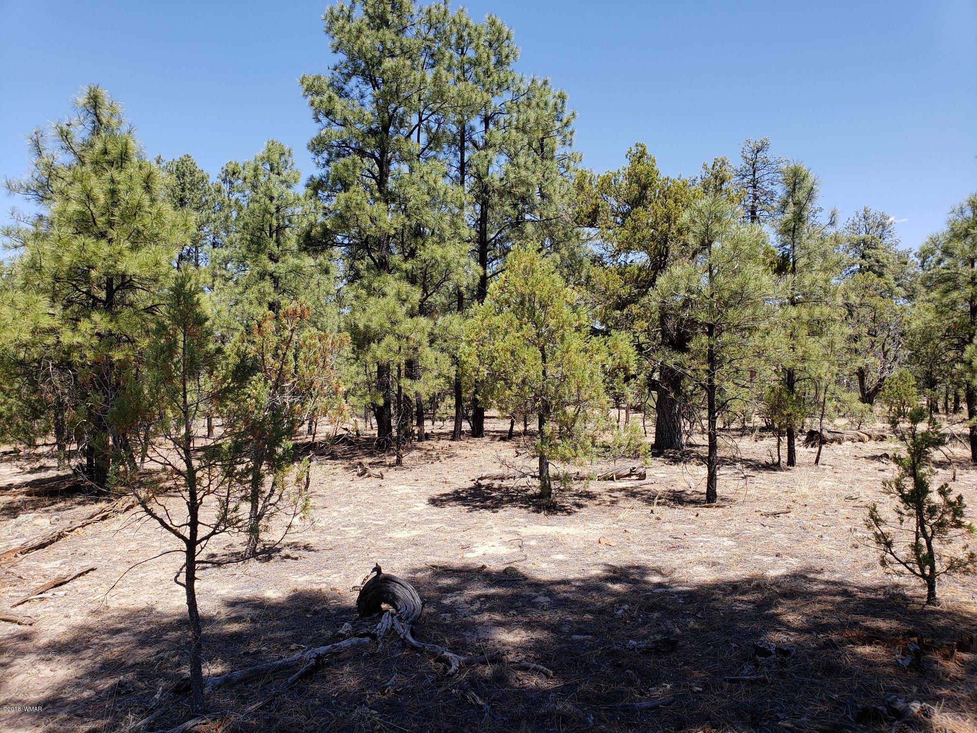 2720 High Ridge Road Overgaard, AZ 85933 - Photo 2 of 7