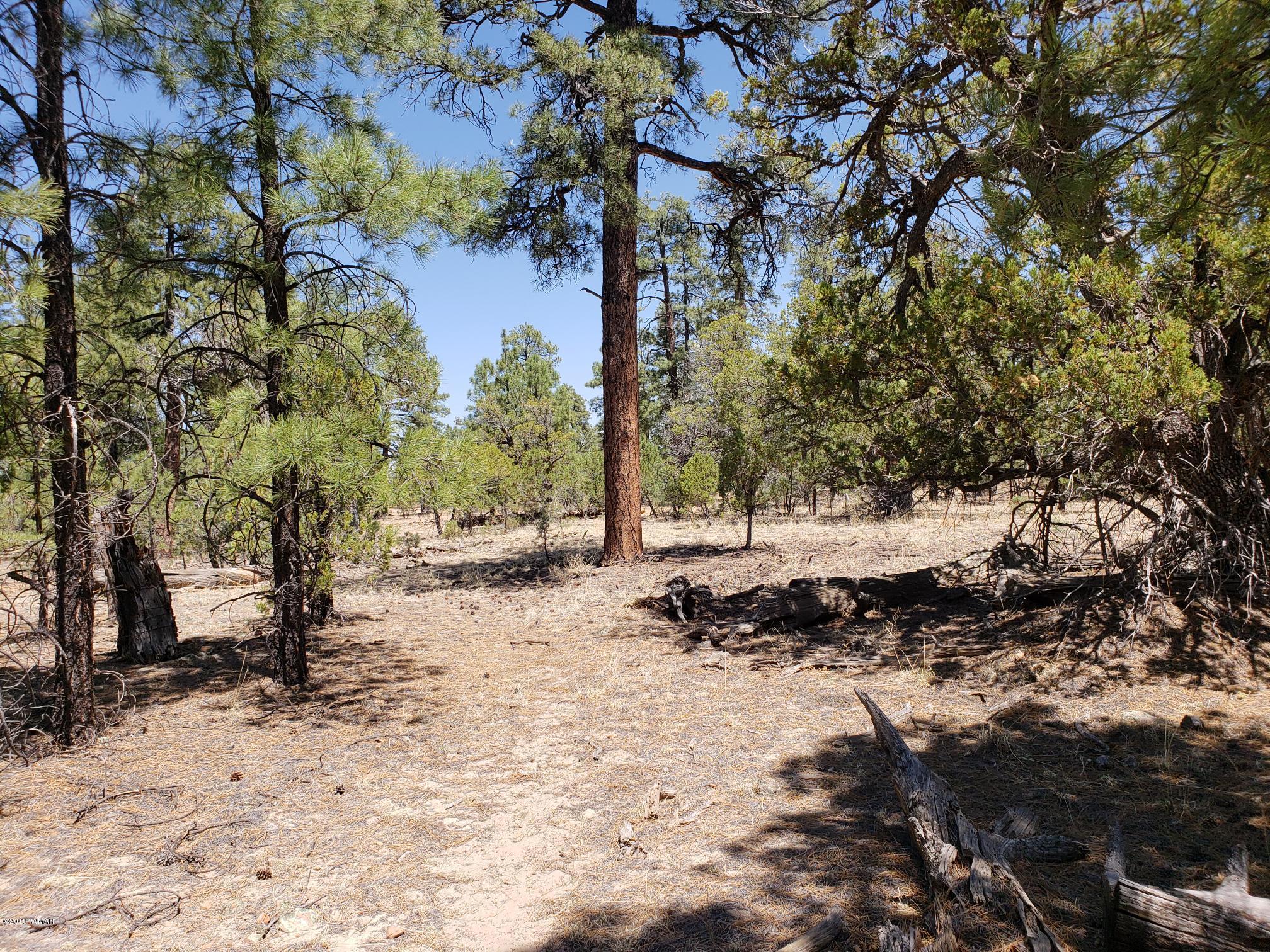 2720 High Ridge Road Overgaard, AZ 85933 - Photo 4 of 7