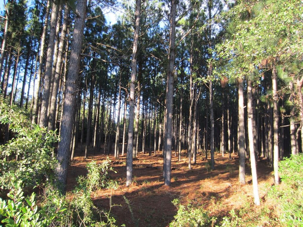 1475 Keys Pond Road Ridge Spring, SC 29129 - Photo 3 of 13