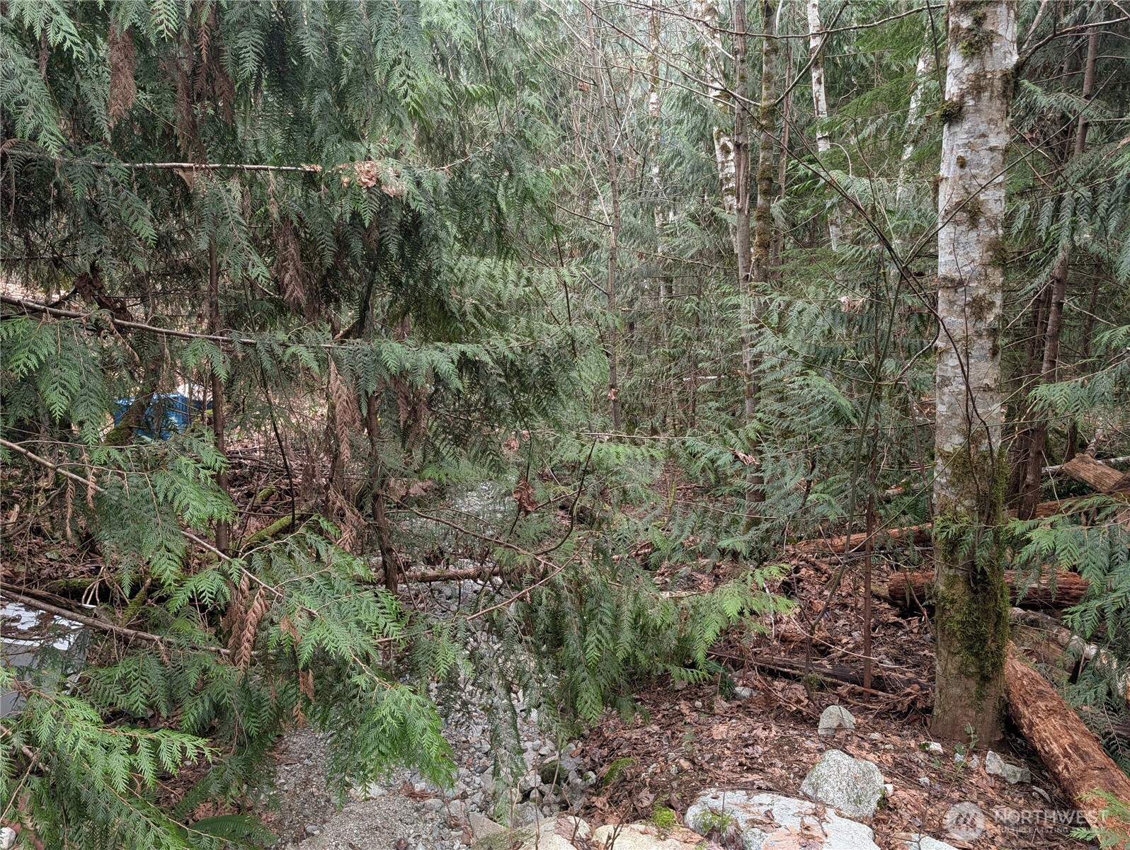 64062 Cascade River Road Marblemount, WA 98267 - Photo 2 of 7 a view of a forest with lots of trees