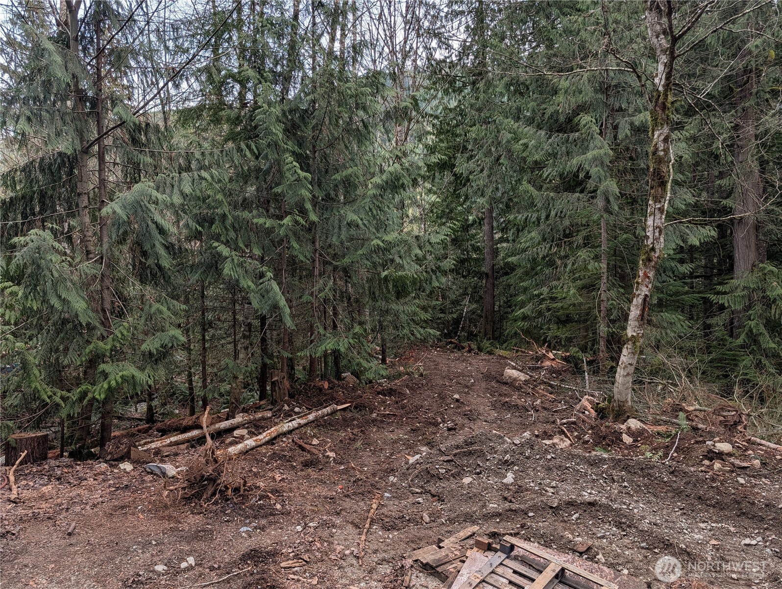 64062 Cascade River Road Marblemount, WA 98267 - Photo 3 of 7 a view of a forest with trees in the background