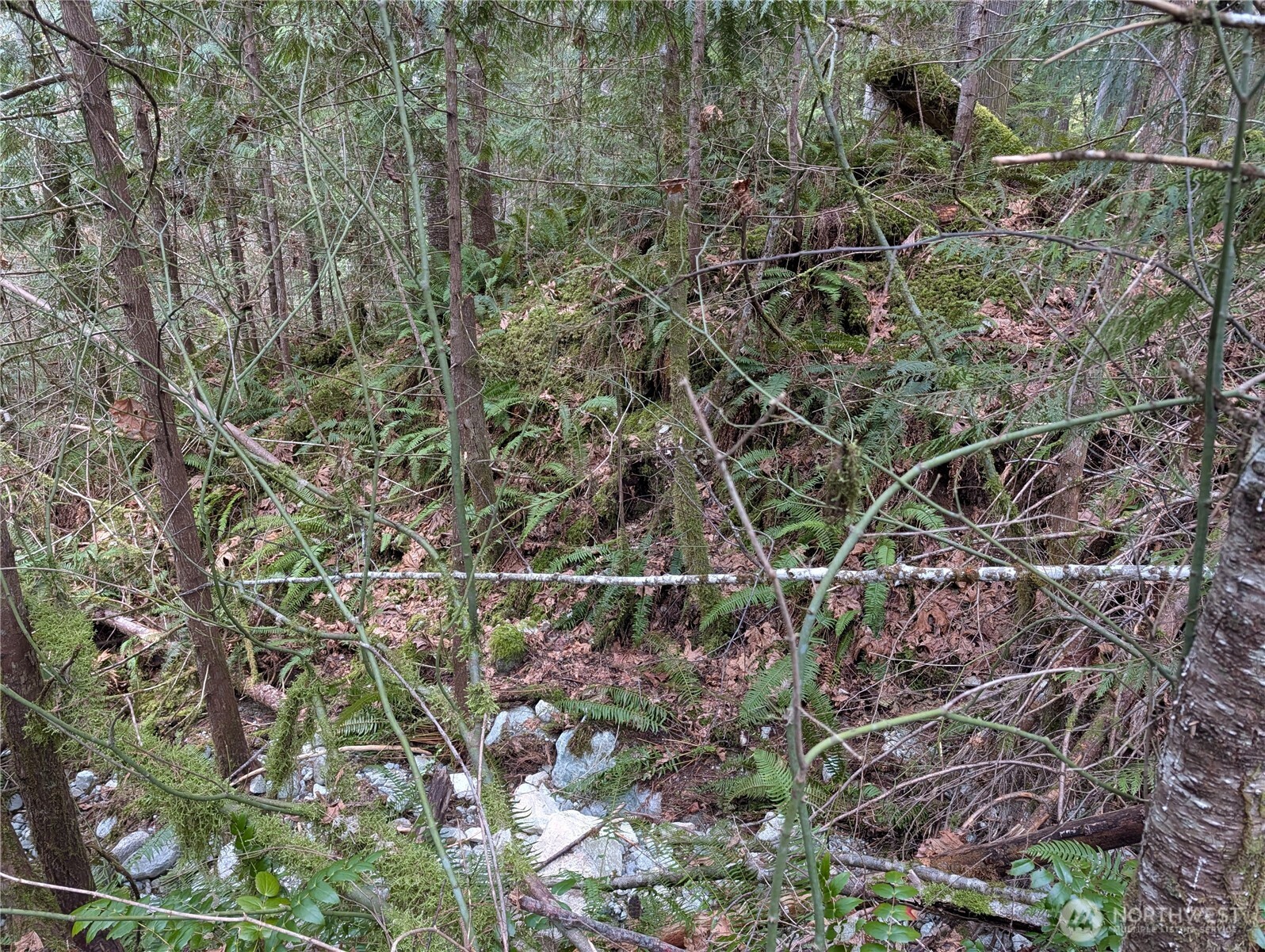 64062 Cascade River Road Marblemount, WA 98267 - Photo 4 of 7 a picture of a tree