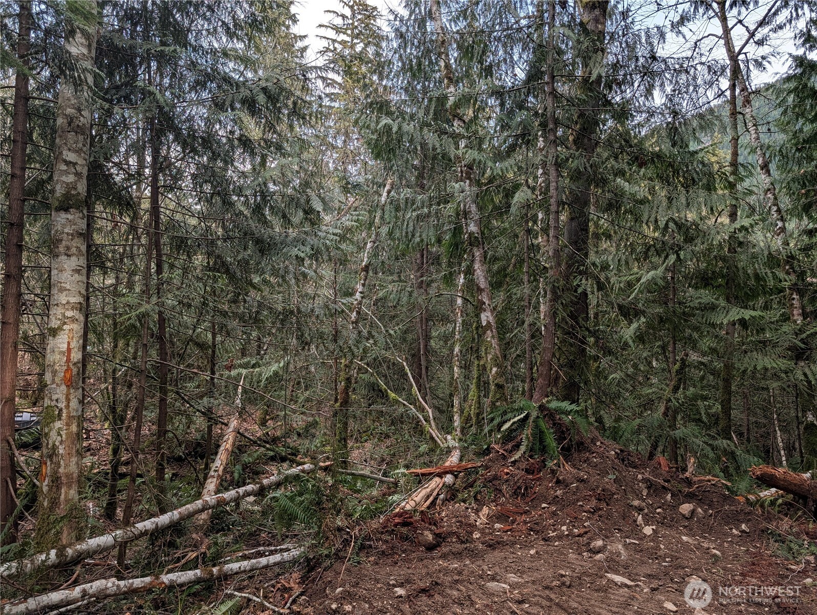 64062 Cascade River Road Marblemount, WA 98267 - Photo 5 of 7 a view of a yard