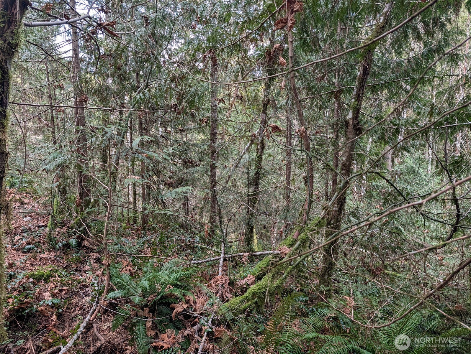 64062 Cascade River Road Marblemount, WA 98267 - Photo 7 of 7 a view of a yard with a tree