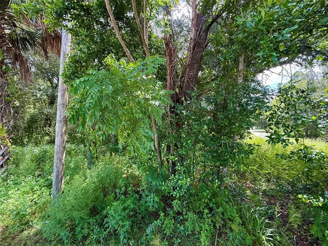a view of a lush green forest