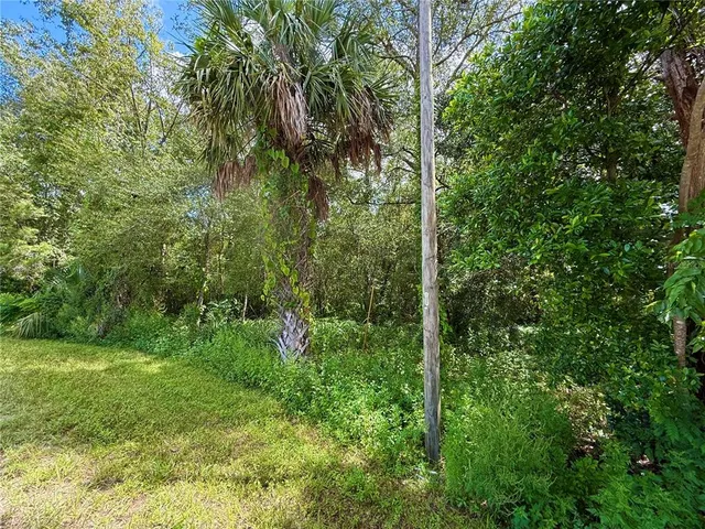 a view of a lush green forest