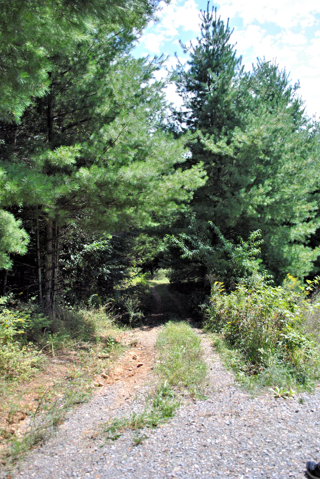 543 Meadow Run Road Southeast Copper Hill, VA 24079 - Photo 70 of 81 60DSC_0027