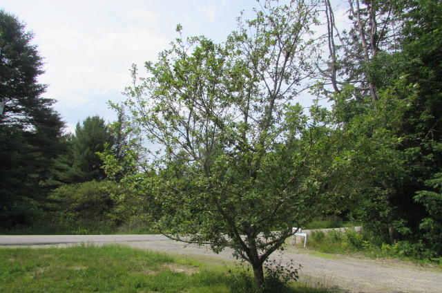 458 Paddy Hill Road Medford, ME 04463 - Photo 18 of 27 Hathway 023