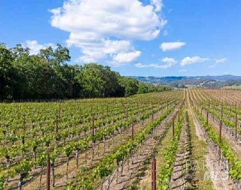 5566 Highway 128 Geyserville, CA 95441 - Photo 35 of 39 6 acres of income producting vineyards: Cabernet, ZInfandel, Tempranillo and Viognier