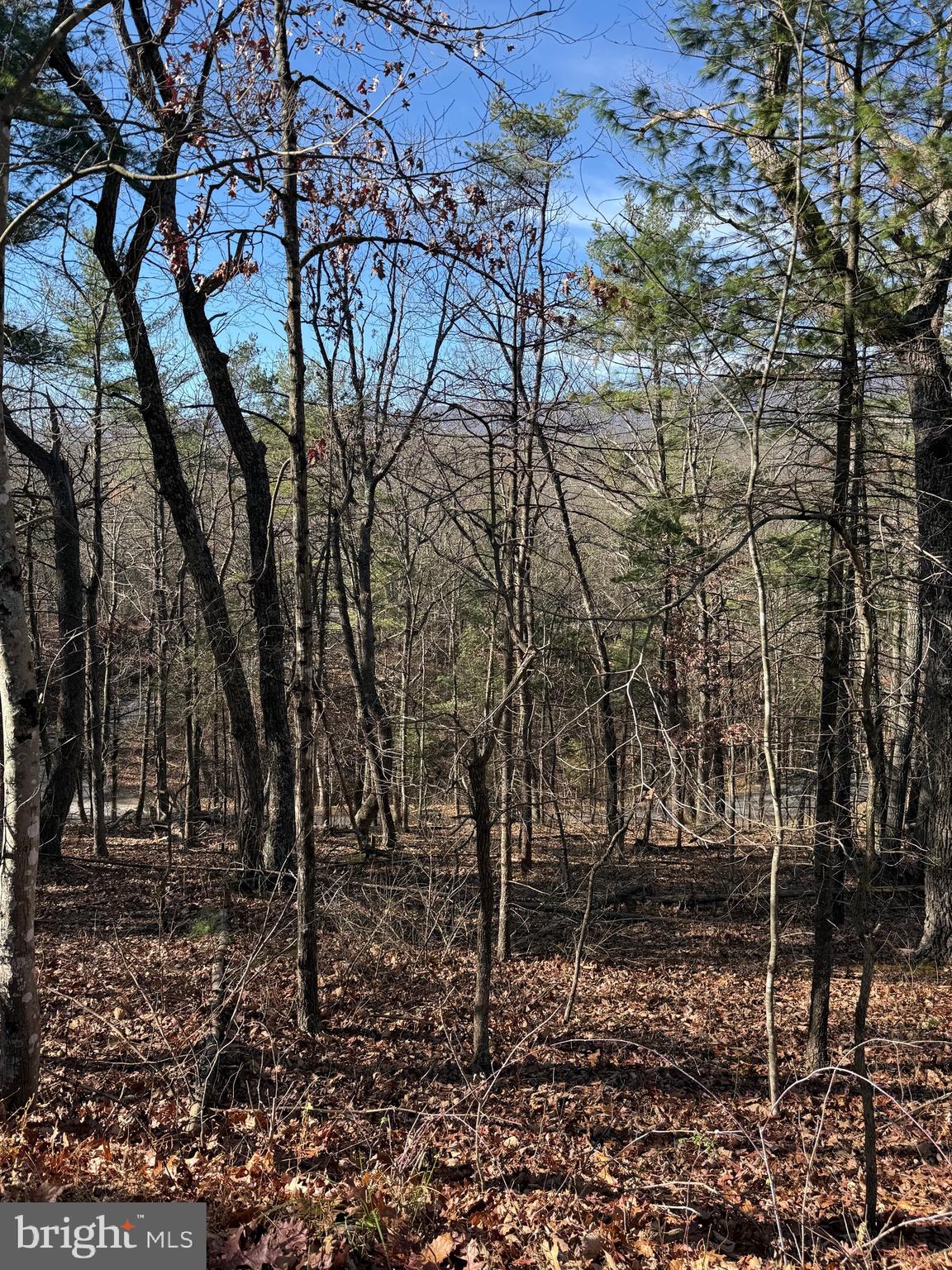 Susan Road Mount Jackson, VA 22842 - Photo 2 of 14 a backyard of a house with lots of green space