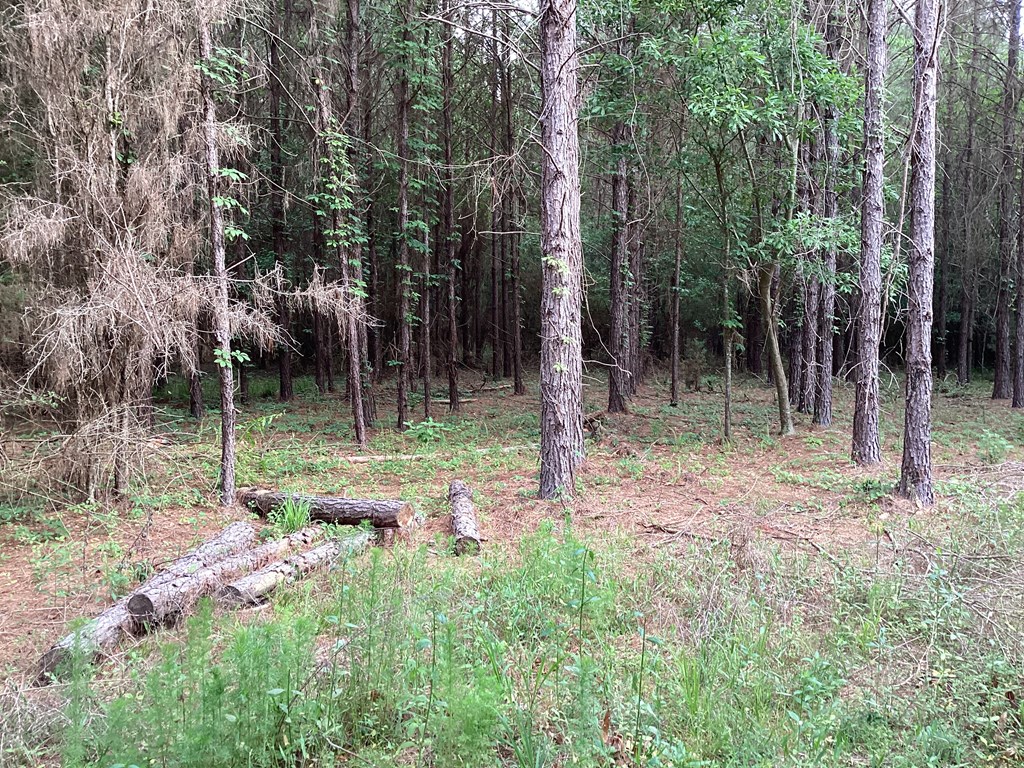 1290 Guy Branch Road Cottonwood, AL 36320 - Photo 16 of 20