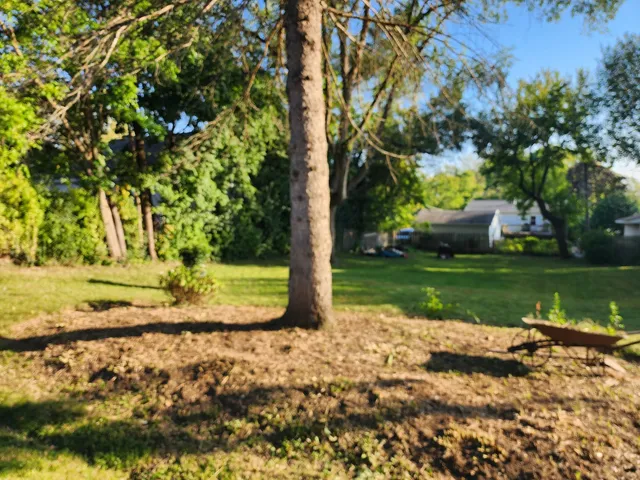 a view of a park with large trees