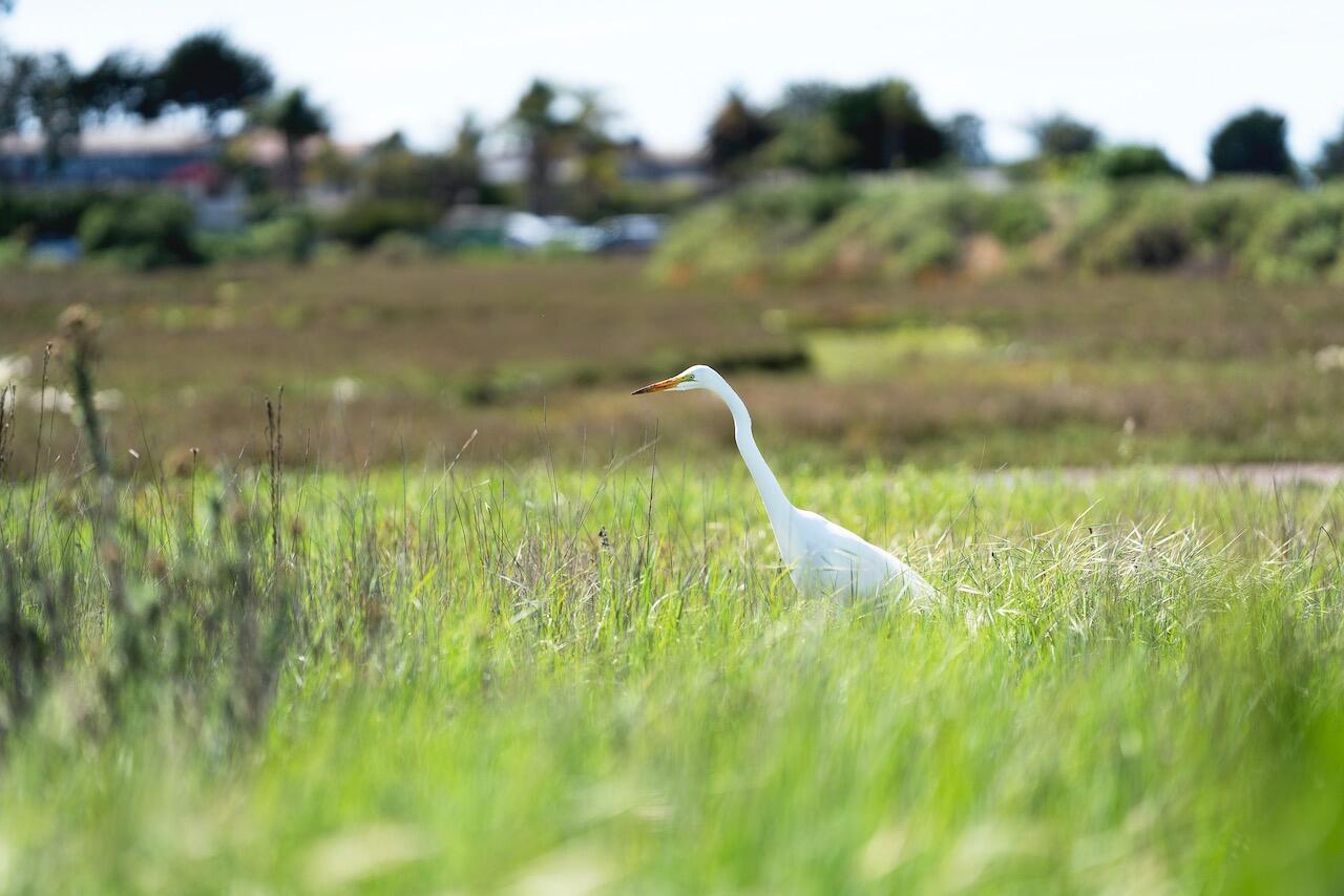 4949 3rd Street Carpinteria, CA 93013 - Photo 17 of 18 Egret in the Marsh