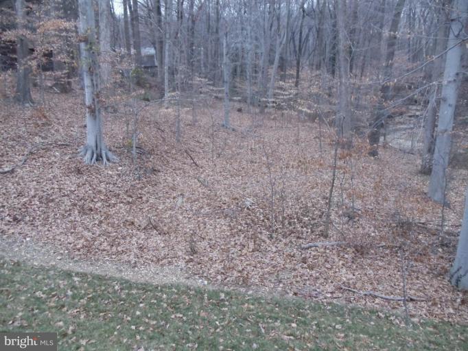 6582 Braddock Road Alexandria, VA 22312 - Photo 13 of 29 Wooded View / Acreage 2