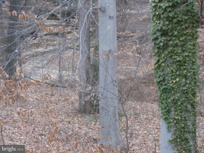 6582 Braddock Road Alexandria, VA 22312 - Photo 21 of 29 Wooded View / Acreage